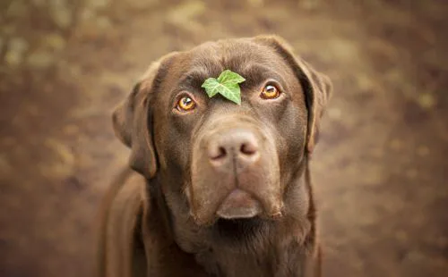 Chocolate Labrador Schild