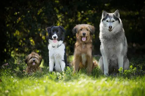 Freilaufende Hunde