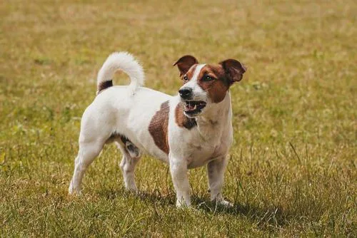 Jack Russell Terrier Schild