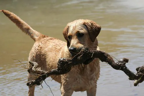 Lustiges Hundeschild Hund mit Stock