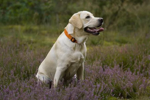 Yellow Labrador Schild