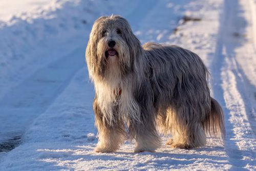 Bearded Collie Warnschild
