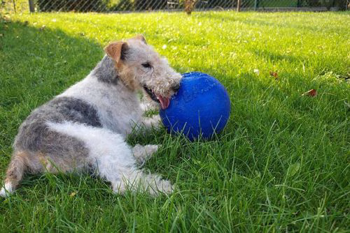 Foxterrier Warnschild