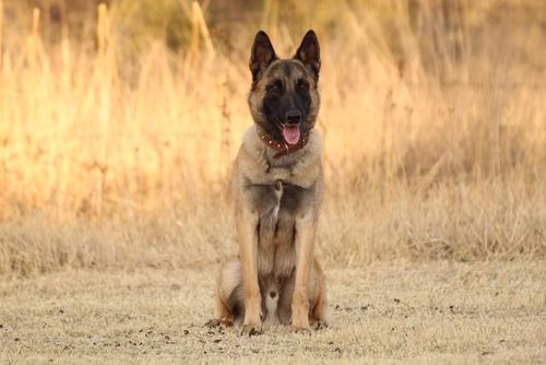 Malinois Warnschild