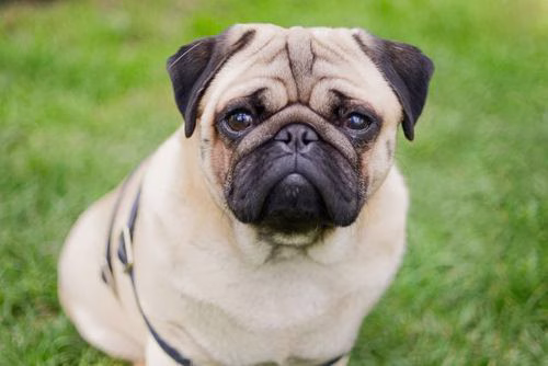 Mops Warnschild