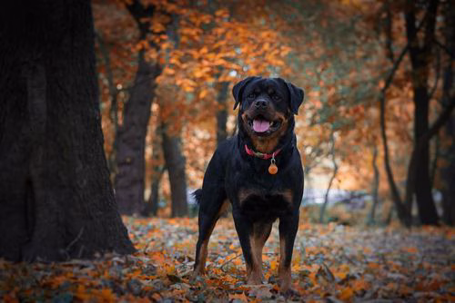 Rottweiler Warnschild