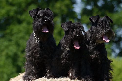 Schnauzer Warnschild