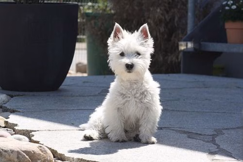 West Highland White Terrier Warnschild