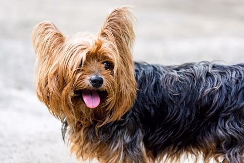 Yorkshire Terrier Warnschild