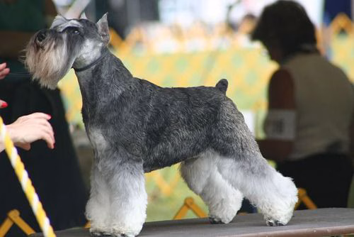 Zwergschnauzer Warnschild