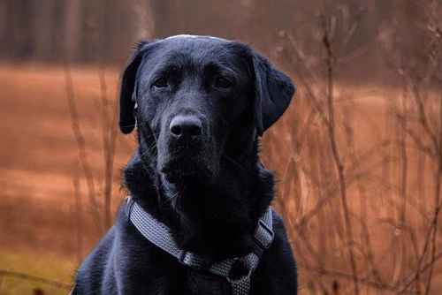 Schwarzer Labrador Retriever mit grauem Hundegeschirr draußen in der Natur