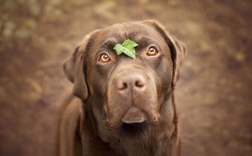 Brauner Labrador Retriever mit einem Efeublatt auf der Nase