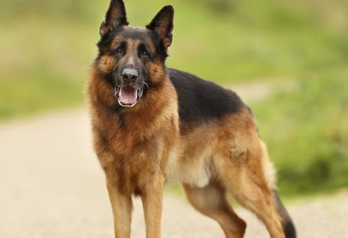 Deutscher Schäferhund steht mit freundlichem Blick auf einem Weg im Grünen