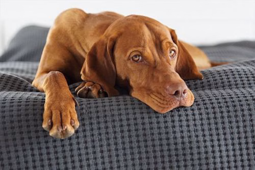 Magyar Vizsla ruht ganz entspannt auf einem Bett mit einer grauen Tagesdecke