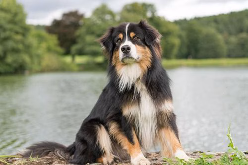 Australian Shepherd sitzt mit aufmerksamem Ausdruck vor einem See mit Bäumen am anderen Ufer