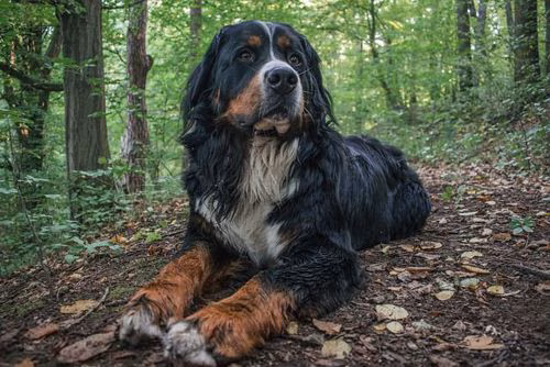 Berner Sennenhund liegt nass, schmutzig und zufrieden auf einem Waldweg