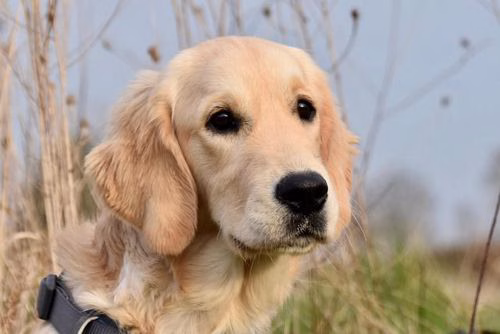 Golden Retriever Portrait mit großen dunklen Augen draußen in der Natur