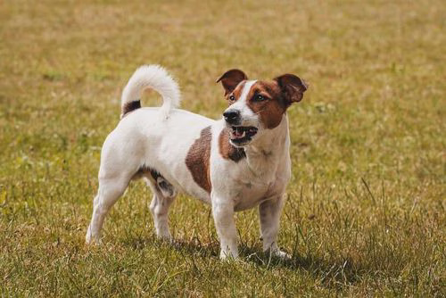 Jack Russell Terrier steht in selbstbewusster Haltung auf einer Rasenfläche