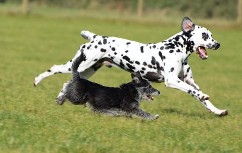 Dalmatiner läuft auf einer großen Rasenfläche mit einem kleinen Hund um die Wette