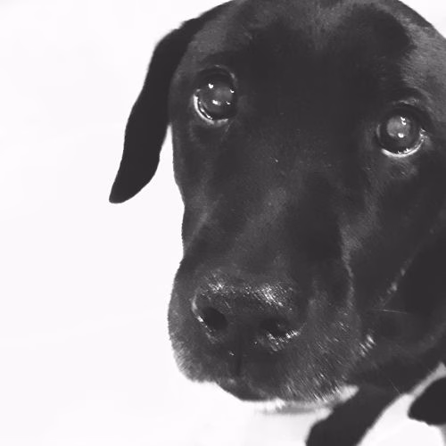 Portrait vom Labrador Paula